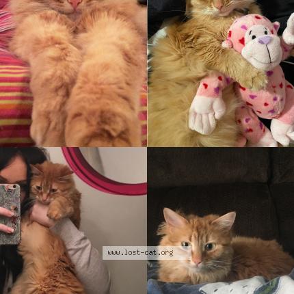 Photo 1/1 Kenny Chat lost in Kitchener