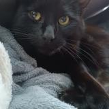 Picture of cat lost at Chaligny