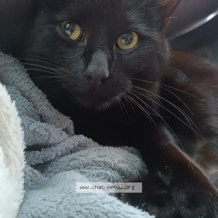 Photo 1/1 Sky Chat lost in Chaligny