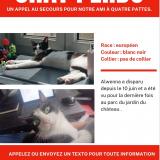 Picture of cat lost at Pau