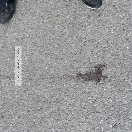 Photo 2/2 Titi Chat lost in Nanteuil les meaux