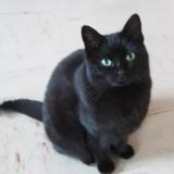 Picture of cat lost at Gargenville