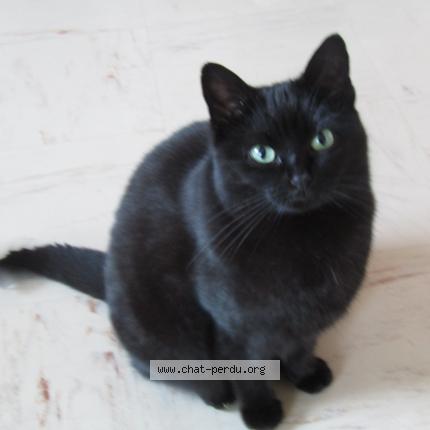 Photo 1/1 minette Chat lost in Gargenville