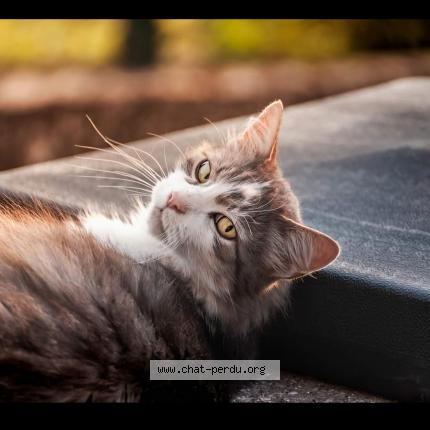 Photo 1/1 Milo Chat lost in Saint marcet