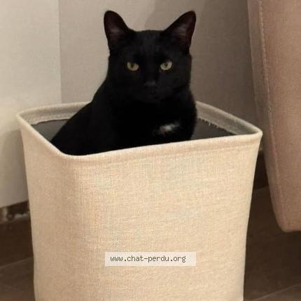 Foto van vermiste kat in Hennuyeres