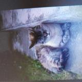 Picture of cat lost at Mont De Marsan