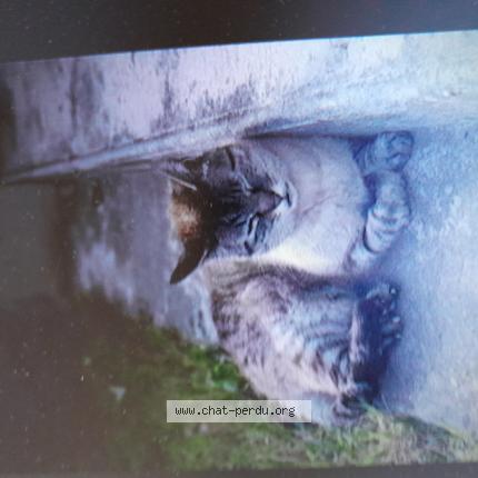 Photo 1/1 P&eacute;pere Chat lost in Mont de marsan