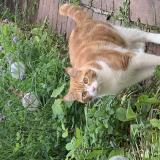 Picture of cat lost at Verneuil Sur Avre