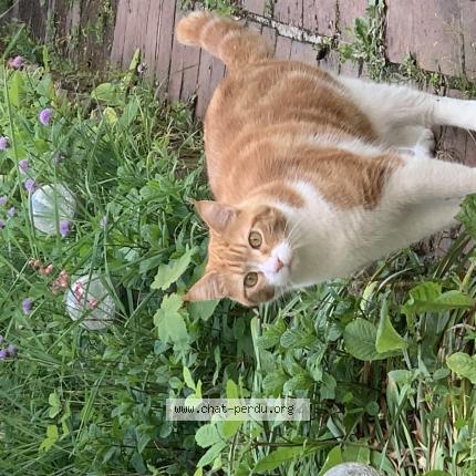 Photo 1/1 Nougat Chat lost in Verneuil sur avre