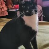 Picture of cat lost at Guichainville