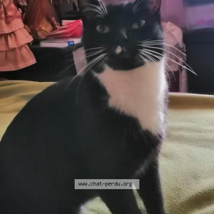 Photo 1/1 FILOUTE Chat lost in Guichainville