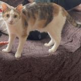 Picture of cat lost at Saint Etienne