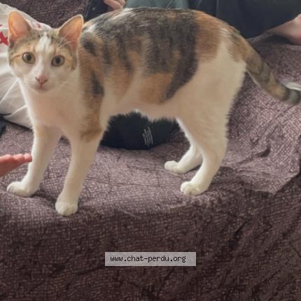 Photo 1/1 Minnie Chat lost in Saint etienne