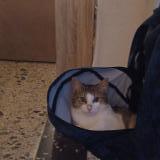 Picture of cat lost at Aire Sur Adour