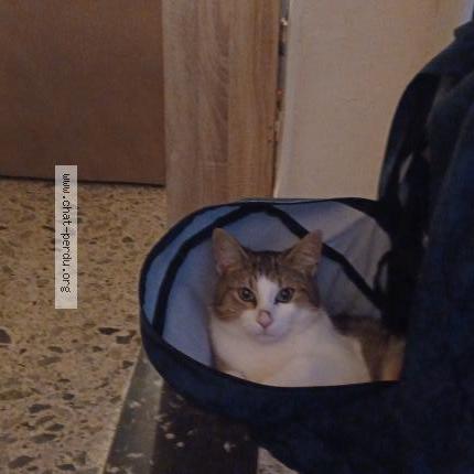 Photo 1/1 Uno Chat lost in Aire sur adour