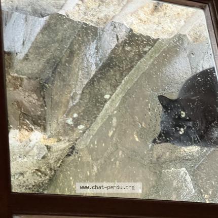 Photo 1/1 Mimi Chat lost in Soisy sur ecole