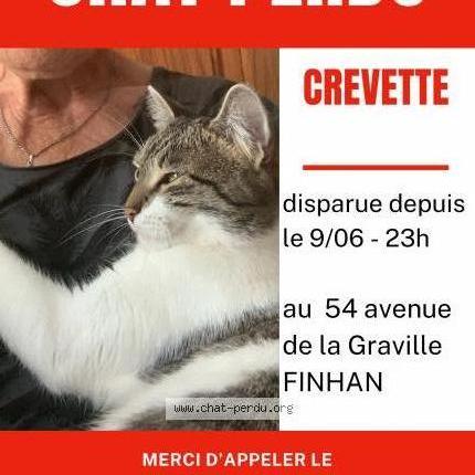 Photo 4/5 Crevette Chat lost in Finhan
