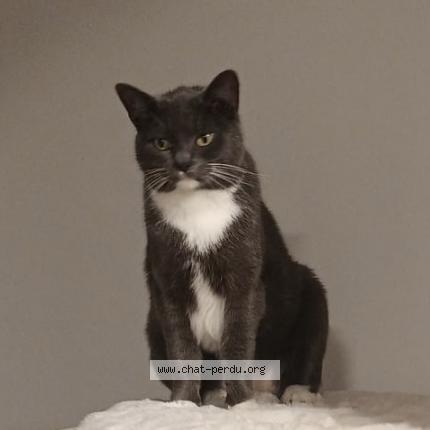 Foto 1/1 Kat teruggevonden Vermist in Malonne