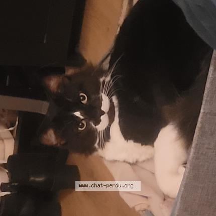 Photo 1/1 Neko Chat lost in Marseolle