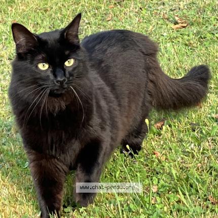 Photo 1/1 Truffe Chat lost in Montbrison