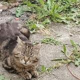 Picture of cat lost at Haspres