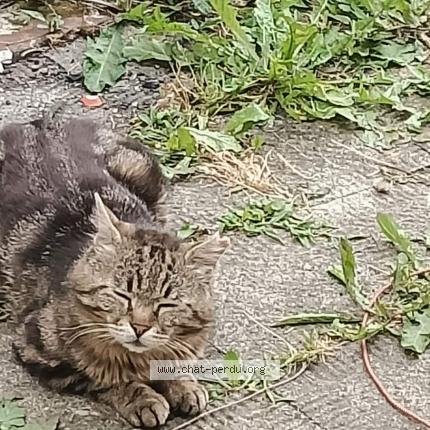 Photo 1/1 Tageon Chat lost in Haspres