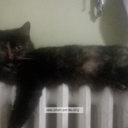 Photo 1/1 TOCIA Chat lost in Chaville