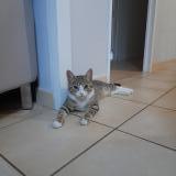 Picture of cat lost at Beaucouze