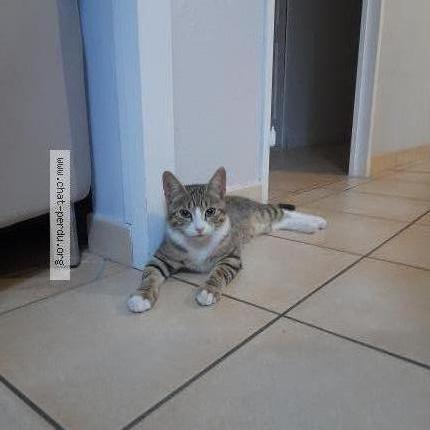 Photo 1/2 Ulyss Chat lost in Beaucouze