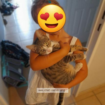 Photo 2/2 Ulyss Chat lost in Beaucouze