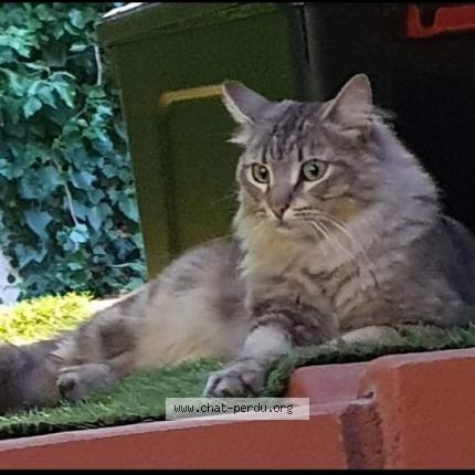 Photo 1/1 tigri Chat lost in La ville du bois