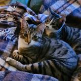 Picture of cat lost at Etampes