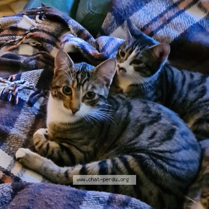 Photo 1/1 MINOU Chat lost in Etampes