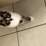 Picture of cat lost at Mareuil Sur Cher