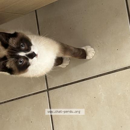 Photo 1/1 Panda Chat lost in Mareuil sur cher