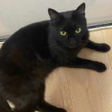 Picture of cat lost at St Germain