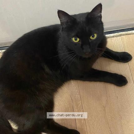 Photo 1/1 Chou Chat lost in St germain