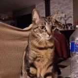 Picture of cat lost at Froidcul