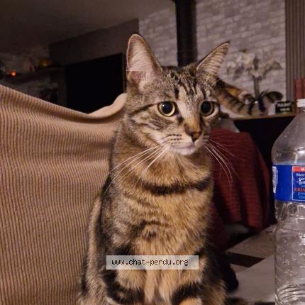 Photo 1/1 Nala Chat lost in Froidcul