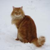 Picture of cat lost at Nant