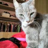 Picture of cat found at Coutevroult