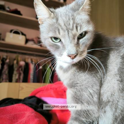 Photo 1/1 Cat reunited Found in Coutevroult