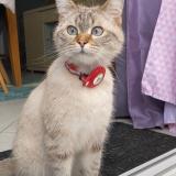 Picture of cat lost at La Chapelle Saint Mesmin