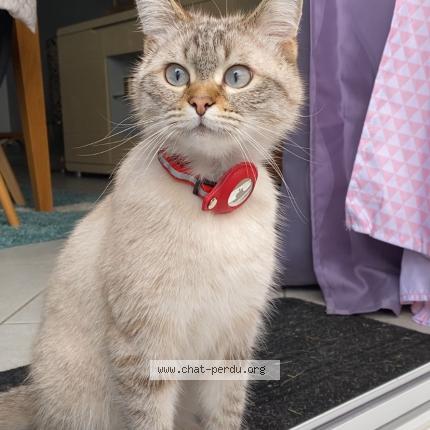 Photo 1/1 Sushi Chat lost in La chapelle saint mesmin