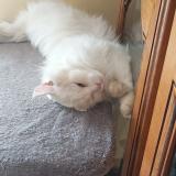 Picture of cat lost at Chavigny Bailleuil