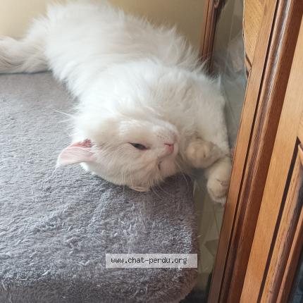 Photo 1/1 Rogue Chat lost in Chavigny bailleuil