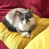 Picture of cat lost at Roubaix