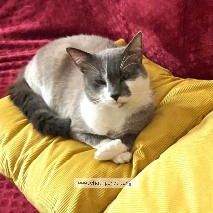 Photo 1/2 Milo Chat lost in Roubaix