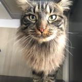 Picture of cat lost at Roques