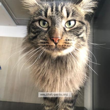 Photo 1/1 Arya Chat lost in Roques